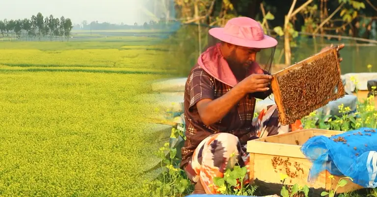 সরিষা খেত ও মৌ চাষ